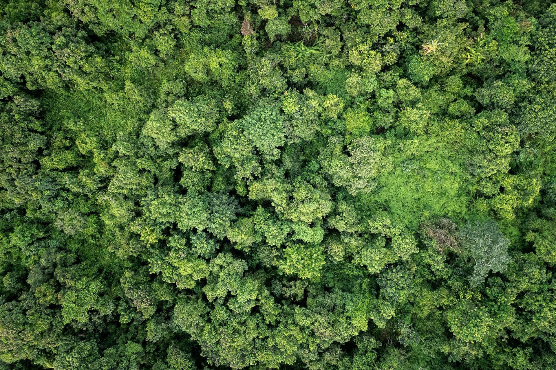Forest carbon sink with morning mist