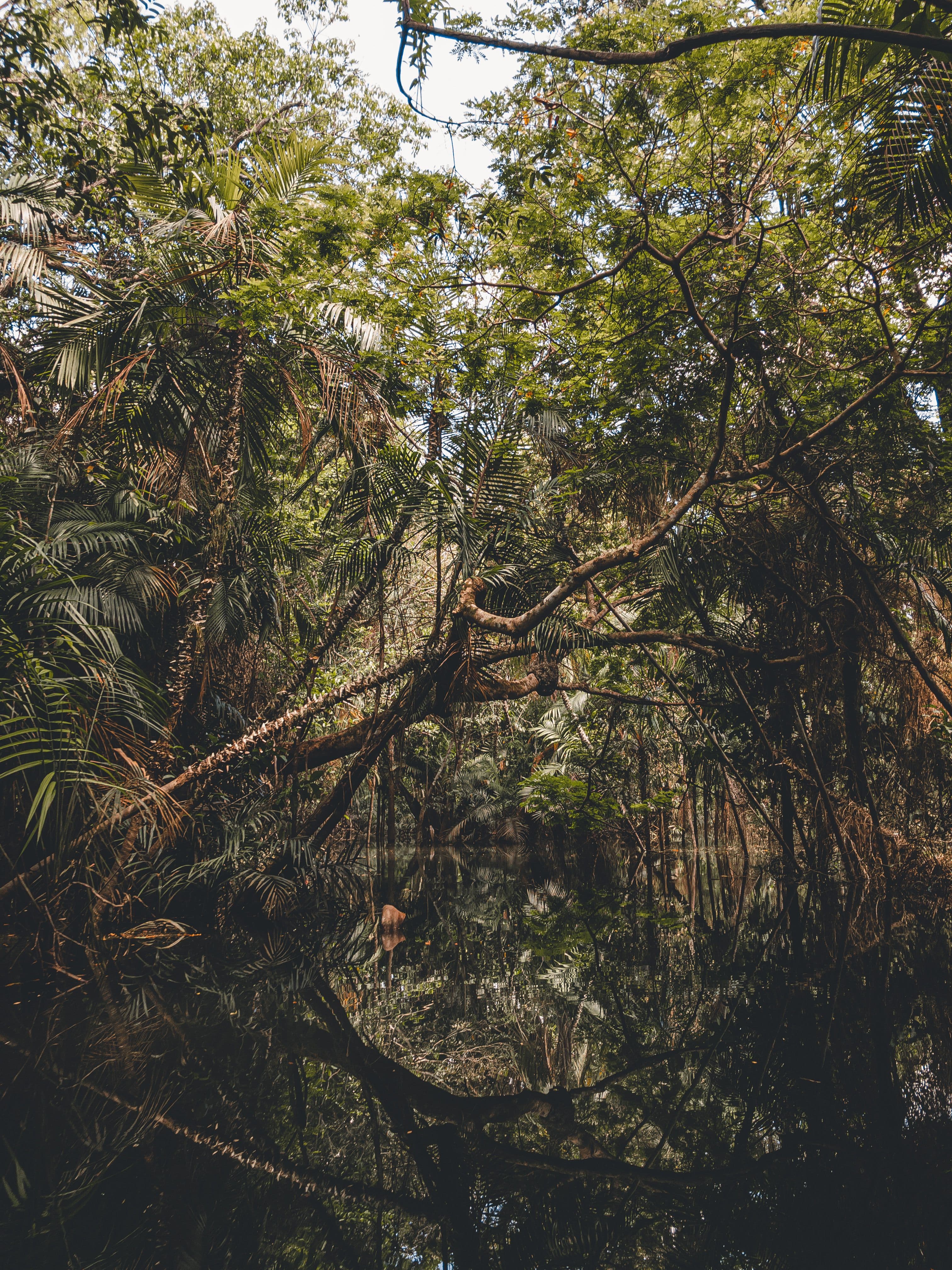 Forest assets individually registered, monitored and verified.