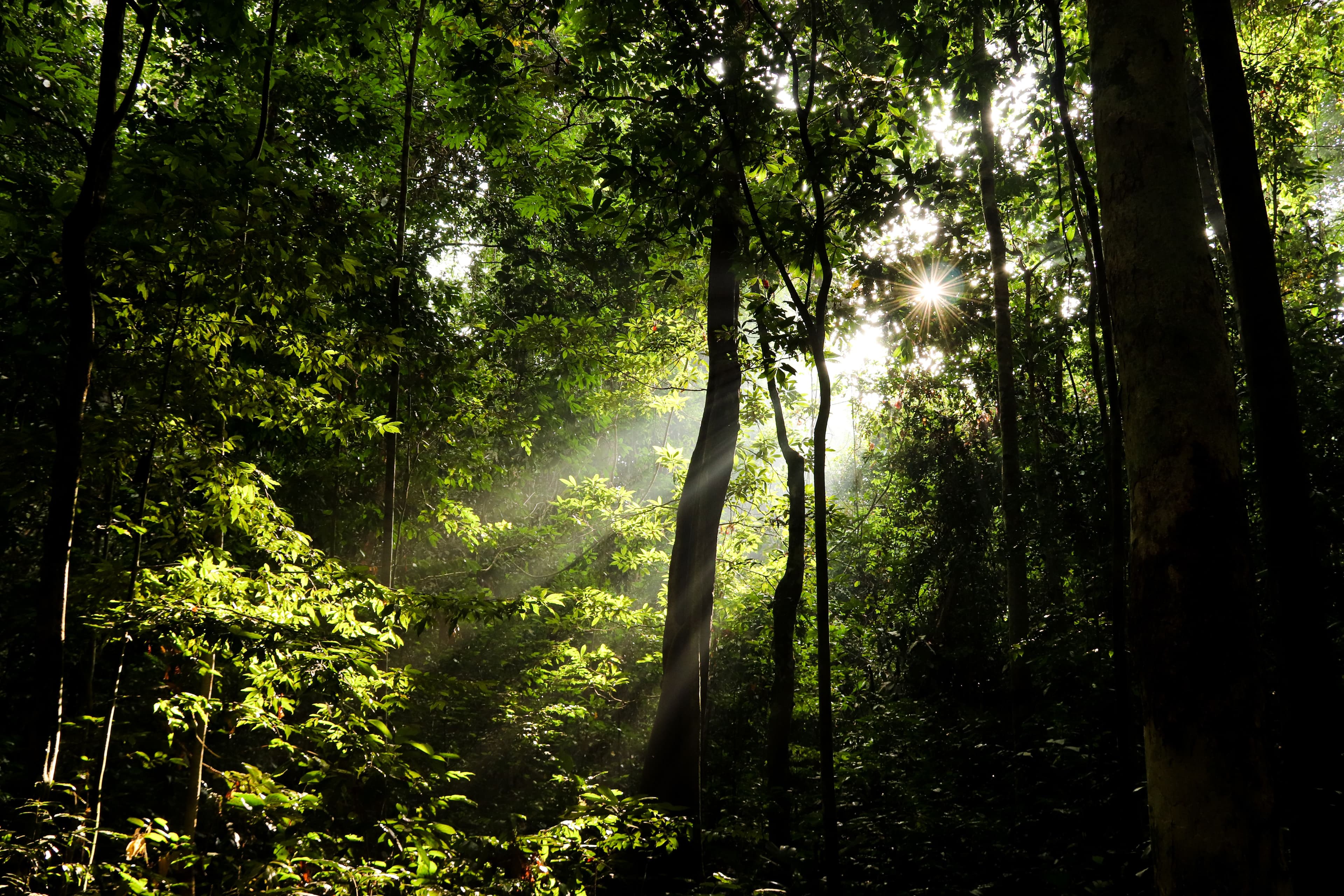 Aerial view of dense forest canopy